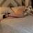 Adelle